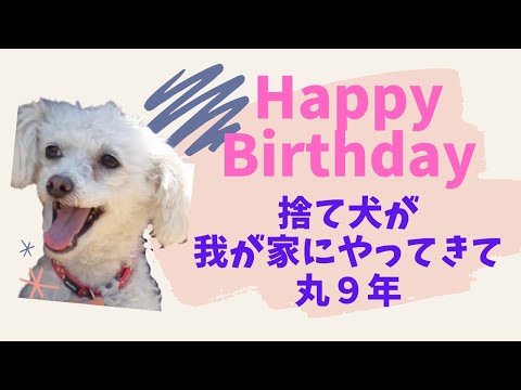 保護犬が大切な家族に。愛犬との9年を振り返る。10歳のお誕生日おめでとう!【愛犬の誕生日】