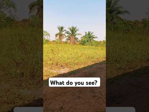 What do you see? #NaijaYouTube is #contentcreator #nature