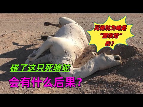 沙漠中渴死的骆驼，为什么不能碰？一个老外的惨痛经历告诉你 #动物世界 #自然传奇 #大自然 #動物 #動物故事 #野生動物 #動物反殺 #万物有光