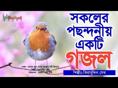 সকলের পছন্দনীয় একটি গজল | আমার মরণকালে আইসো নবী কিনারে | Most Popular Bangla Naat | Kirabuddin Sk