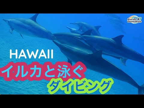 【ハワイ イルカとダイビング！】イルカと泳ぐ感動の体験！癒し系！Scuba Diving with Dolphon