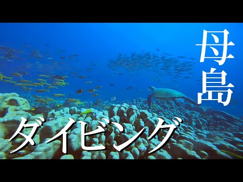 【ダイビング】小笠原諸島母島の海に潜ってみたら、魚とウミガメの楽園でした