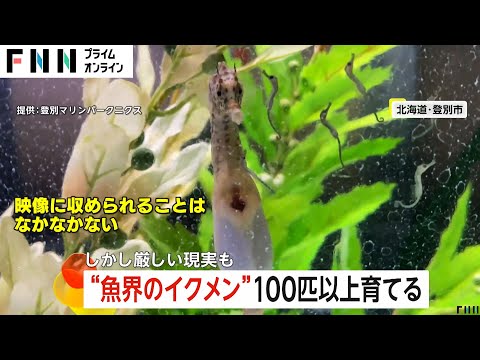 【神秘映像】タツノオトシゴは母から卵もらい父が産む…魚界のイクメン！ところが出産後は育てない！？