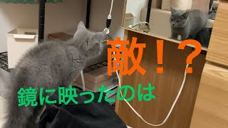 初めて鏡に映った自分と対面した猫