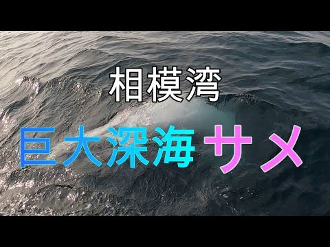 相模湾巨大深海サメ