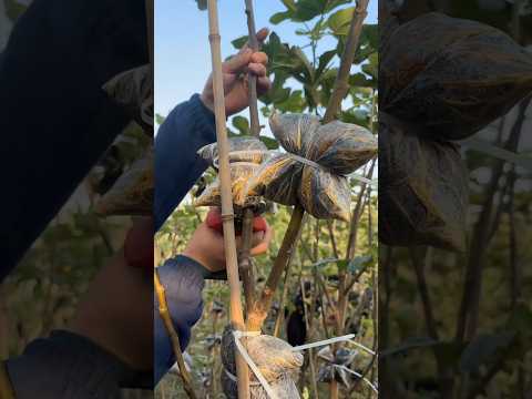 Fig Farming Techniques #farming #agriculture