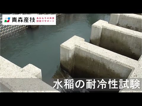 水稲の耐冷性試験AS04【農林総合研究所】