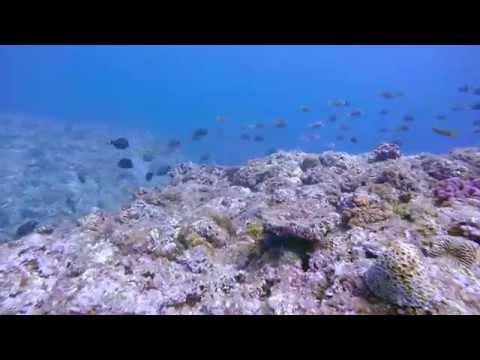 Recreational Freediving! Magnificent scenery! - Okinawa(Onna), March 2015 (沖縄ホーシュー)