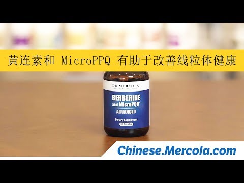 黄连素和 MicroPPQ 有助于改善线粒体健康