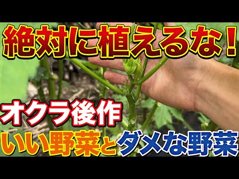 【これからです】オクラ栽培を終わらせた後に育てるオススメ野菜は〇〇だ！