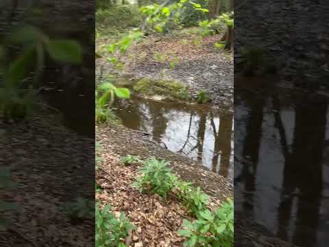 How to uproot wild garlic and replant it in the perfect environment and location