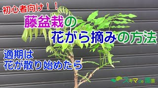 【花木】藤盆栽(一才藤)の初心者向け花がら摘みの方法【スキマde園芸】