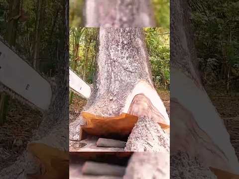 Modern chainsaw #chainsawcuttingtreemachines #shortvideo