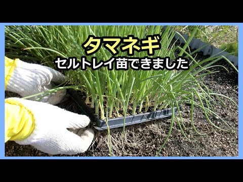 【タマネギ苗】セルトレイ２年目の出来栄え 無農薬 家庭菜園29年目 半自給自足