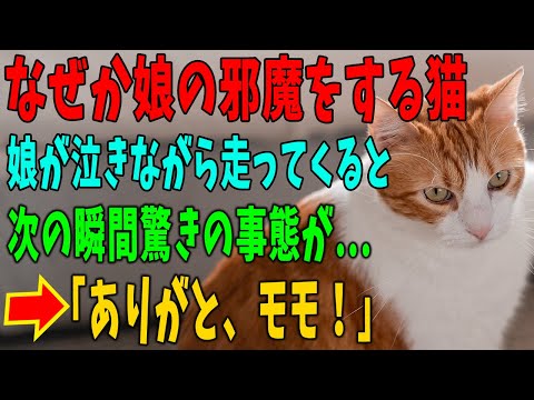 【不思議な話】「もういや！モモがいじわるするの！」娘の積み木を倒しその場所から離すと、またしばらくして同じことを繰り返し、娘が泣きながら走ってきた。しかし次の瞬間・・・。【朗読】【猫】【感動】