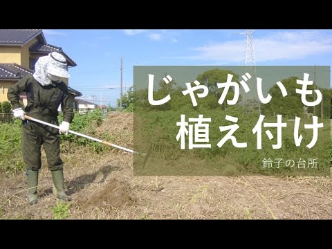 【ジャガイモ植え付け】草取りとジャガイモの植え付け／ひとり言