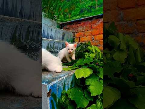 Cute pretty white fluffy kittens waiting for her mama #cat #shorts #viral #catlovers