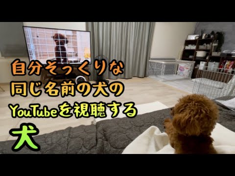 自分にそっくりな犬のYouTubeを観せてみたら【ティーカッププードル】