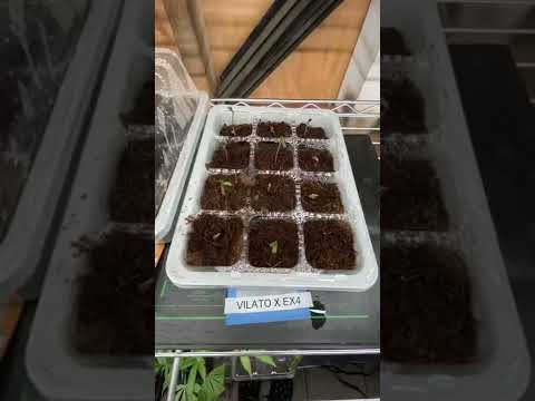 Germinating my own genetics part 2