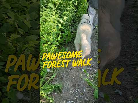 How pawesome dogs forest walks @GabieCocoMarmora #shorts #dog #goldenretriever