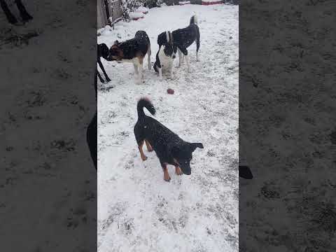 СОБАКИ ЖИВУТ ИНСТИНКТАМИ? 😅Посмотрите видео с СОНЕЙ 🐶❤️Она просит играть в лазер, как прошлой зимой.