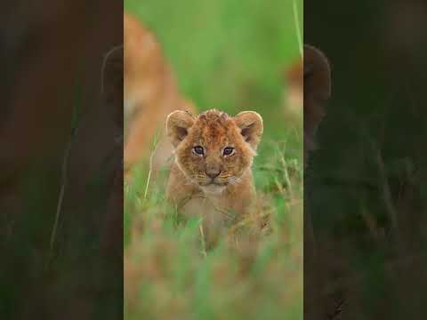 msg tone #animals #kidsvideo #tiger #kids #lion