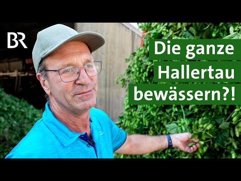 Gesicherte Hopfenproduktion trotz Klimawandels: die ganze Hallertau bewässern? | Unser Land | BR