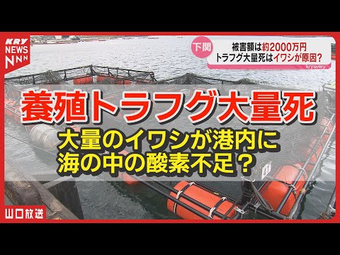 養殖トラフグ8000匹が大量死！原因は酸素不足？山口県下関市