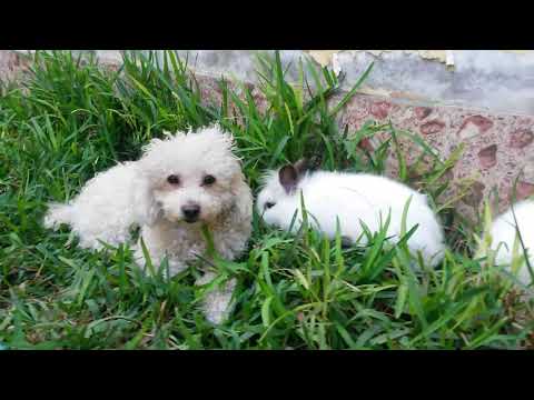 Fluffy and his two bunny brothers