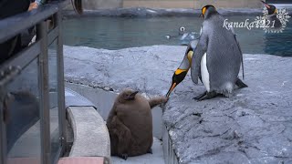 旭山動物園 キングペンギンヒナ51番-落とされたっ！