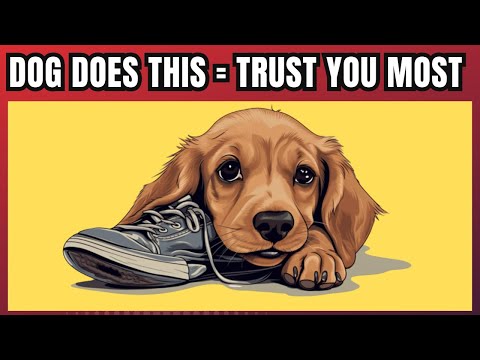 12 Signs Your Dog Trusts You The Most (Backed By Science)