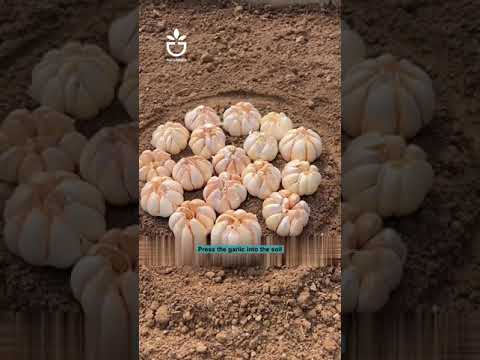 Tips to grow garlic #garlic #garden #gardentips #gardencare #virals #foryou #tipsforyou