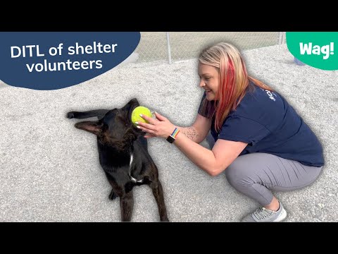 Things You Didn't Know about Animal Shelters | Wag!