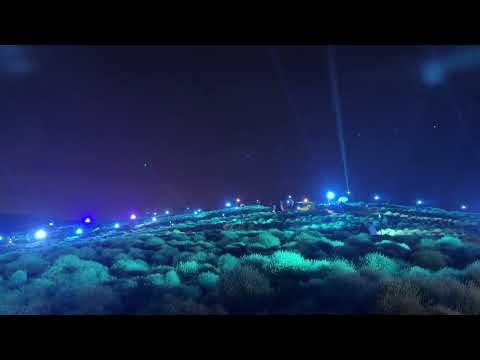 コキアライトアップ 2024 / Kochia Light Up 2024 (Part 2) -- 国営ひたち海浜公園 / Hitachi Seaside Park (2024/9/27)