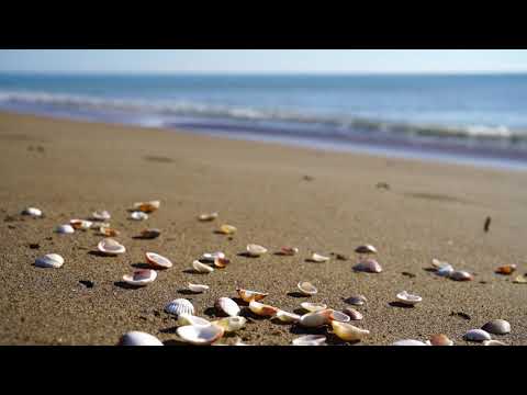 Seashells on Beach | Copyright Free Video Footage