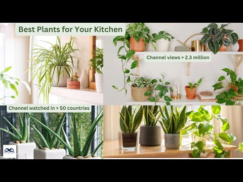 Best Plants for Your Kitchen | Houseplants That Will Thrive in Your Kitchen