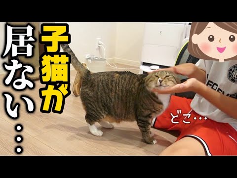 23歳一人暮らし。子猫達とお別れした元ボス猫のまさかの反応にドン引きしました。このアザラシまぎか…