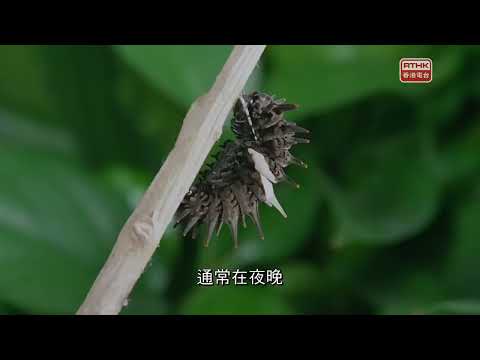 大自然大不同2：2021.07.18 陽光燦爛的林地