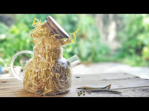 Grow Mung Bean Sprouts in a Kettle at Home | Simple & Easy |  🌱 用水壺發綠豆芽，輕鬆又容易！[My Lovely Recipes]