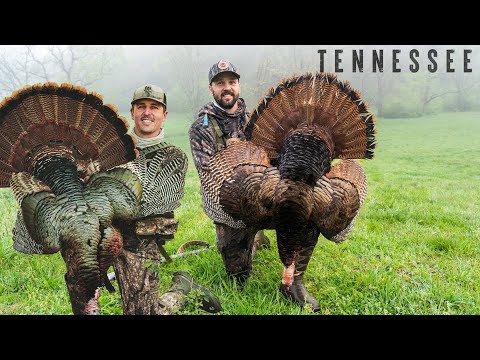 Tennessee GOBBLERS Up Close!! This Place Was LOADED!!