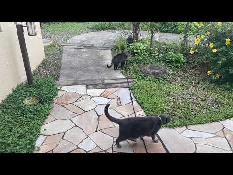 今日は猫、ネコ🐱です🐈