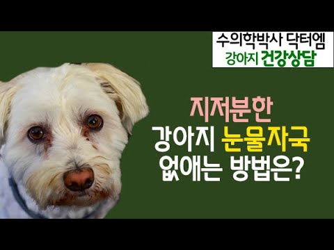 강아지 눈물자국 없애는 방법과 관리 방법 - 수의학박사 닥터엠의 강아지 119