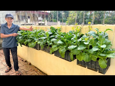 Simply And Inexpensively, Turn A Wall Into A Lush Vegetable Garden