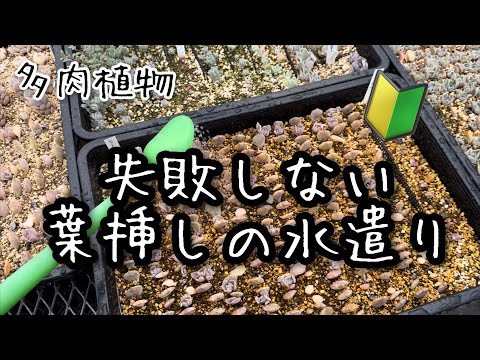 【多肉植物】私の葉挿しの水遣り解説します！