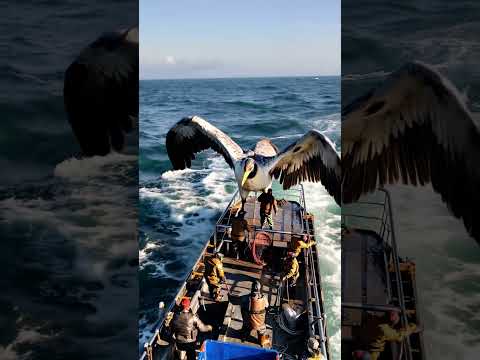 GIANT sea creature caught by fishermen🌊🦢