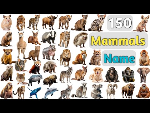 Mammals Vocabulary ll 150 Mammals Name In English With Pictures ll Animals Name in English