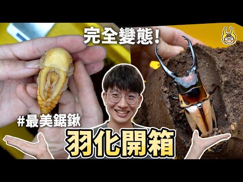 蟲室大搬遷完工，絕美鋸鍬和巨顎叉角羽化開挖！全新場地亮相【飼育屋】