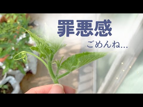 食糧備蓄【家庭菜園 】オクラ種まき＆きゅうりの剪定