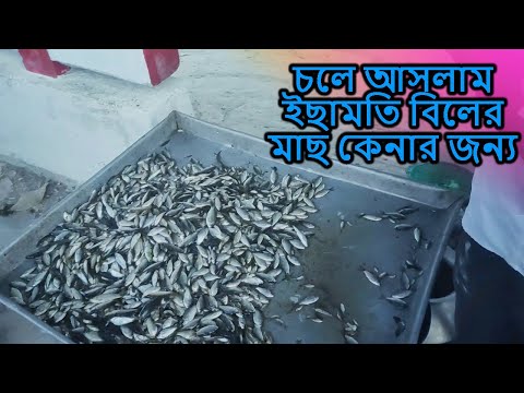 চলে আসলাম ইছামতি বিলের মাছ কেনার জন্য, এখানে শুধু টাকি মাছ আর পুঁটি মাছ