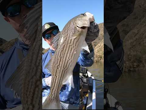 Largemouth & Striper on @ZManFishingProducts Willow Vibe #bassfishing #stripedbassfishing #shorts